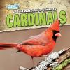 A_bird_watcher_s_guide_to_cardinals